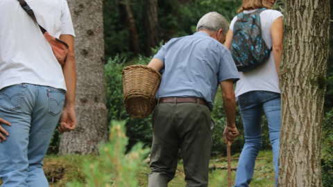 Un boletaire buscant bolets Un boletaire buscant bolets