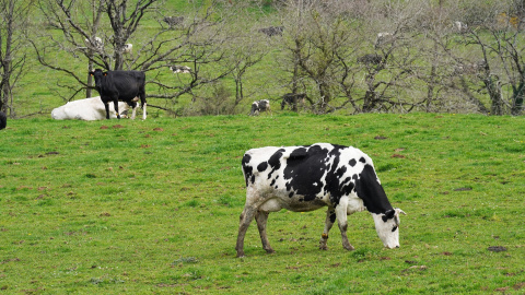 Vacas lecheras Varias vacas lecheras pastorean en una granja.