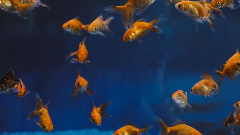 El goldfish está considerado un animal doméstico.