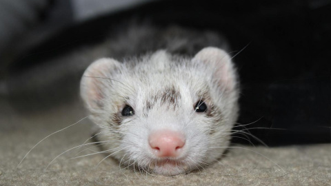 Los hurones son un animal doméstico muy popular, pero que requieren de cuidados específicos. Los hurones son un animal doméstico muy popular, pero que requieren de cuidados específicos.