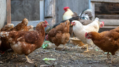 Las gallinas son animales ovíparos, por lo que se reproducen por medio del huevo. Las gallinas son animales ovíparos, por lo que se reproducen por medio del huevo.
