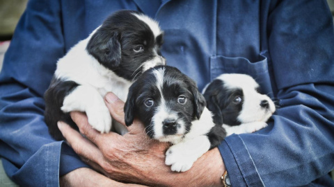 Se dice que un año humano equivale a siete de perro, aunque no es exactamente así.