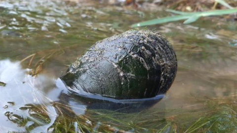 Margaritifera. Margaritifera.