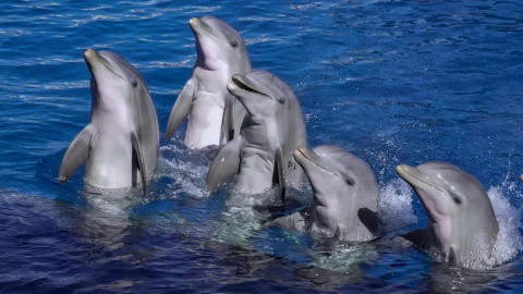Los delfines son animales capaces de comunicarse entre ellos.