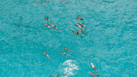 Los delfines son capaces de transmitir conocimiento de generación en generación.