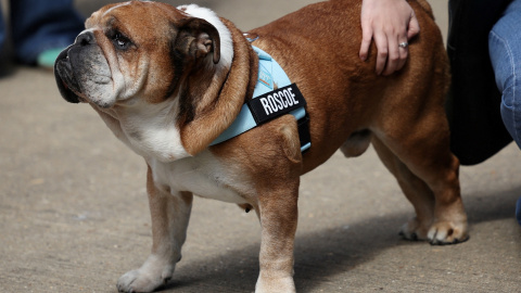 Roscoe, el bulldog del piloto británico de F1 Lewis Hamilton, en el circuito de Silverstone (Reino Unido).