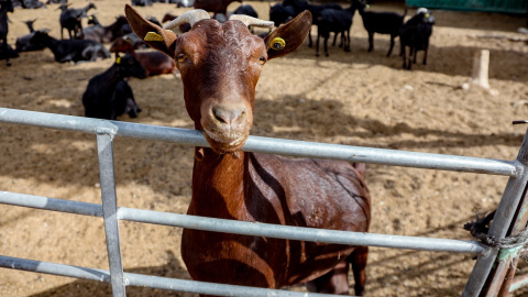 Una cabra en la granja ecológica Suerte Ampanera en Colmenar Viejo (Madrid).