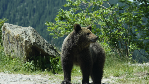 Muchas mujeres declararon que prefieren verse atrapadas con un oso que con un hombre. Muchas mujeres declararon que prefieren verse atrapadas con un oso que con un hombre.