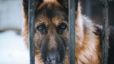 Adoptar a un perro implica darle una nueva vida.