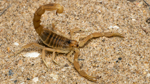 animales-mas-peligrosos El escorpión es uno de los animales más letales del planeta.