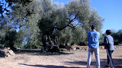 Una de les oliveres monumentals de la partida de l'Arion, a Ulldecona
