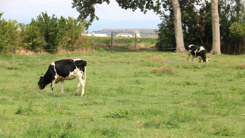 Imatge d'arxiu de vaques pasturant. Imatge d'arxiu de vaques pasturant.