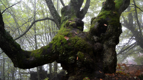 Aunque el valle del Jerte se caracteriza por sus cerezos, en sus paisajes también se pueden encontrar algunos castaños centenarios. Aunque el valle del Jerte se caracteriza por sus cerezos, en sus paisajes también se pueden encontrar algunos castaños centenarios.