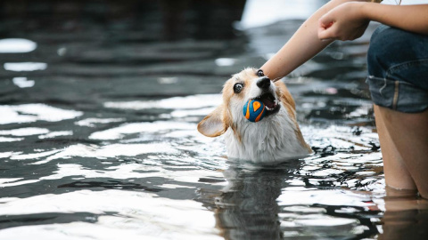 A los perros les encantan los juguetes... y jugar con nosotros.