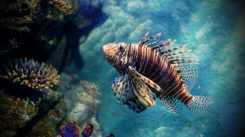 El pez león está colonizando el Mediterráneo de manera silenciosa.