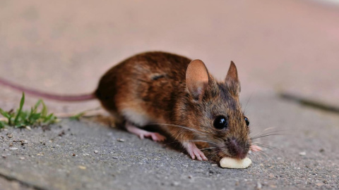En otoño los ratones buscan comida y abrigo dentro de las casas.