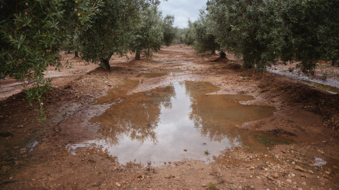 Efectes dels aiguats en una finca de Freginals Efectes dels aiguats en una finca de Freginals