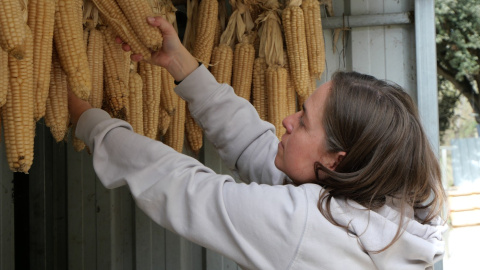 Maria Costa, propietària de l'Escairador, una explotació de cereals del Berguedà. 15/10/2025 Maria Costa, propietària de l'Escairador, una explotació de cereals del Berguedà.