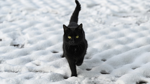 (Foto de ARCHIVO) 08 de febrero de 2021, Eslovaquia, Bistricany: Un gato negro camina por un campo nevado en medio de gélidas temperaturas. Foto: Radovan Stoklasa/TASR/dpa 08/2/2021 SOLO PARA USO EN ESPAÑA (Foto de ARCHIVO)08 de febrero de 2021, Eslovaquia, Bistricany: Un gato negro camina por un campo nevado en medio de gélidas temperaturas. Foto: Radovan Stoklasa/TASR/dpa08/2/2021 SOLO PARA USO EN ESPAÑA