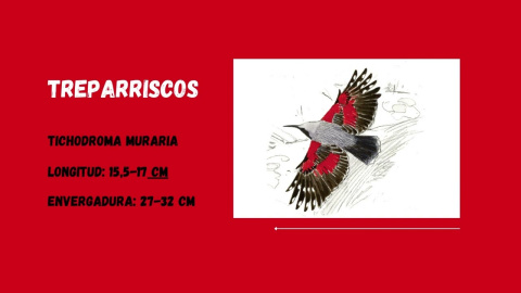 La votación del Ave del Año, abierta al público, ha dado por ganadora al treparriscos una especie muy ligada a las montañas y difícil de observar, de vuelo ondulado y espasmódico como el de una enorme mariposa.

En España el número de territorios de treparriscos oscila entre 600 y 900, mientras que la población de ejemplares reproductores está entre 1.200 y 1.800 individuos. El cambio climático y la alteración de su hábitat constituyen sus principales amenazas.
#birds #aves #AvedelAño #Treparriscos

ℹ️ Ave del año 2025 - SEO/BirdLife https://seo.org/ave-del-ano-2025/

Audio ©Stanislas Wroza, XC569271. Accesible en www.xeno-canto.org/569271 [CC BY-NC-SA 4.0]