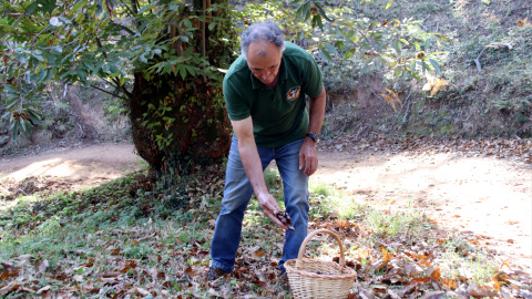 El responsable del Centre de la Castanya de Viladrau, Joaquim Solé, cull castanyes al bosc
