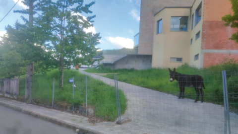 El burro que llevó el vecindario a la residencia de Becerreá para desbrozar la entrada ante el abandono institucional.