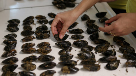 Una investigadora, a bordo del buque del Centro Helénico de Investigación Marina (HCMR). clasifica mejillones utilizados como bioindicadores para monitorear la contaminación química y por microplásticos en el Golfo Sarónico (Grecia). Una investigadora, a bordo del buque del Centro Helénico de Investigación Marina (HCMR). clasifica mejillones utilizados como bioindicadores para monitorear la contaminación química y por microplásticos en el Golfo Sarónico (Grecia).