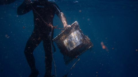 Un buzo recupera una jaula con mejillones utilizados como bioindicadores para monitorear la contaminación química y por microplásticos en el Golfo Sarónico (Grecia). Un buzo recupera una jaula con mejillones utilizados como bioindicadores para monitorear la contaminación química y por microplásticos en el Golfo Sarónico (Grecia).