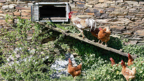 Desde este lunes, las aves de corral de 31 municipios cántabros deberán permanecer confinadas en áreas de especial riesgo por la gripe aviar Desde este lunes, las aves de corral de 31 municipios cántabros deberán permanecer confinadas en áreas de especial riesgo por la gripe aviar