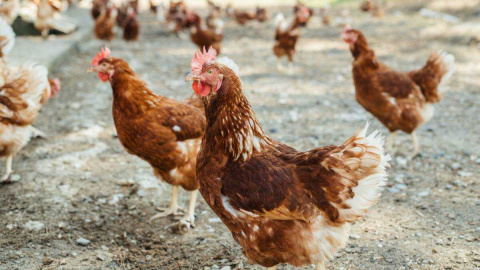 Castilla-La Mancha extiende el confinamiento de aves de corral a sus 919 municipios para frenar la gripe aviar Castilla-La Mancha extiende el confinamiento de aves de corral a sus 919 municipios para frenar la gripe aviar