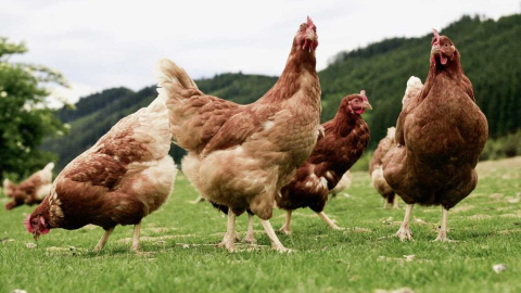 Alerta por gripe aviar en España: entran en vigor las nuevas medidas preventivas Alerta por gripe aviar en España: entran en vigor las nuevas medidas preventivas