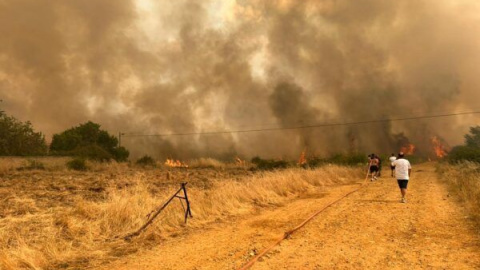 ¿Cuántos animales murieron con los devastadores incendios del verano?