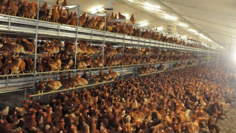Ecologistas en Acción alerta de que la gripe aviar destapa los riesgos del modelo de ganadería industrial Ecologistas en Acción alerta de que la gripe aviar destapa los riesgos del modelo de ganadería industrial