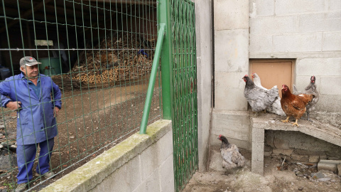 Gallinas en gallineros en A Mariña (Lugo), a 9 de noviembre de 2025.