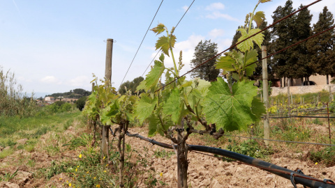 Vinya ecològica amb reg de suport Vinya ecològica amb reg de suport