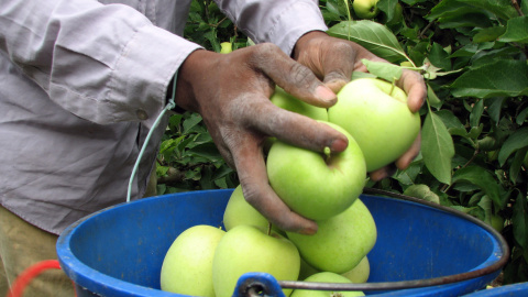 Imatge d'un treballador agrari collint pomes Golden Imatge d'un treballador agrari collint pomes Golden