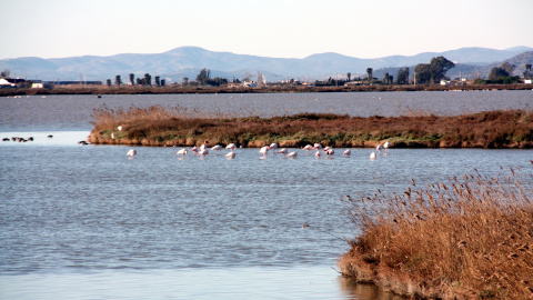 Pla general d'un grup de flamencs a la Bassa de l'Encanyissada del delta de l'Ebre