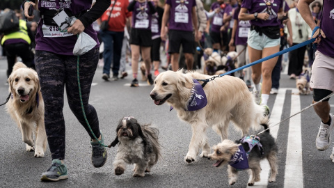 El número de mascotas ha aumentado sensiblemente, sobre todo en el entorno urbano.