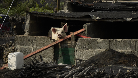Foto de archivo de un cerdo en la Palma Manuel,Canarias. Foto de archivo de un cerdo en la Palma Manuel,Canarias.