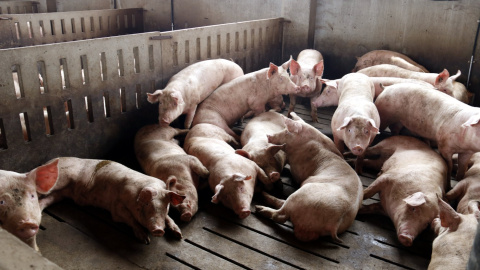 Imatge d'arxiu d'una granja de porcs a Alcarràs (Segrià).