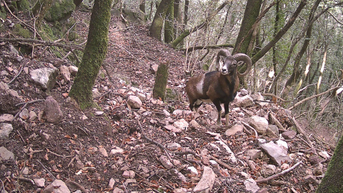Un mufló captat pel fototrampeig