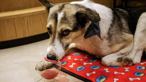 Un perro adulto lame una bebida preparada para él.