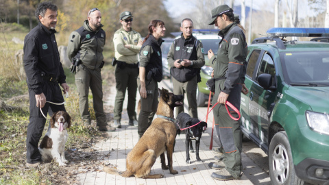 Agentes Rurales muestran cómo trabajan los agentes caninos para localizar jabalíes. Agentes Rurales muestran cómo trabajan los agentes caninos para localizar jabalíes.