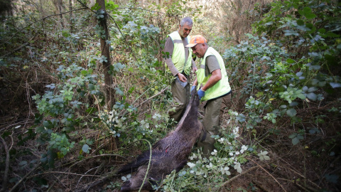 Foto de archivo de la caza de un jabalí. Foto de archivo de la caza de un jabalí.Carlos Castro / Europa Press29 SEPTIEMBRE 2023;JABALÍ;CAZA MAYOR;BATIDA DE JABALÍ;EMERGENCIA CINEGÉTICA;CAZA;29/9/2023