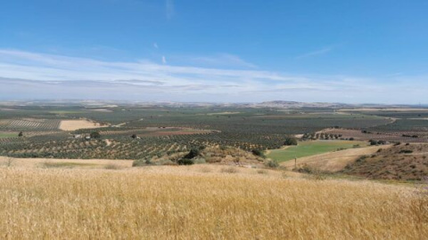 ¡Vivan los secarrales vivos!, con muchas gangas y sisones 