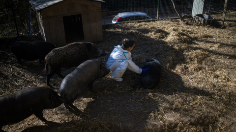 EuropaPress_7160119_duena_santuario_cuida_cerdos_diciembre_2025_rubi_barcelona_catalunya_espana (2) Un santuario de animales en Barcelona recibe la visita de los Agents Rurals de la Generalitat para evitar que se propague la peste porcina africana (PPA).
