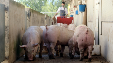 Imatge d'arxiu d'una granja de porcs de Catalunya.