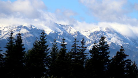 Detall d'uns avets de la urbanització La Corona de Bolvir (Cerdanya) amb la part alta de la serra del Cadí enfarinada al fons