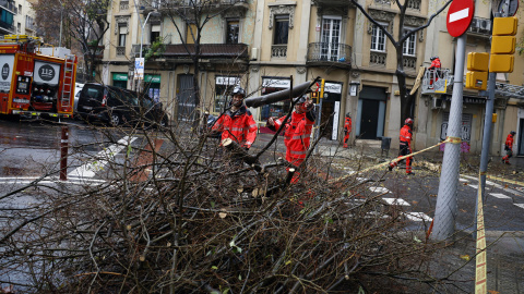 Bomberos en Badalona recogen los restos de un árbol caído, a 20 de diciembre de 2025. Bomberos en Badalona recogen los restos de un árbol caído, a 20 de diciembre de 2025.