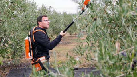 Miguel Ángel Gallardo. El candidato del PSOE, Miguel Ángel Gallardo, ha pasado la mañana de la jornada de reflexión en una plantación de olivos.